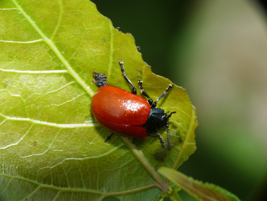 Chrysomela populi su foglia di pioppo